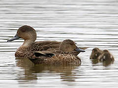 Grey Teal