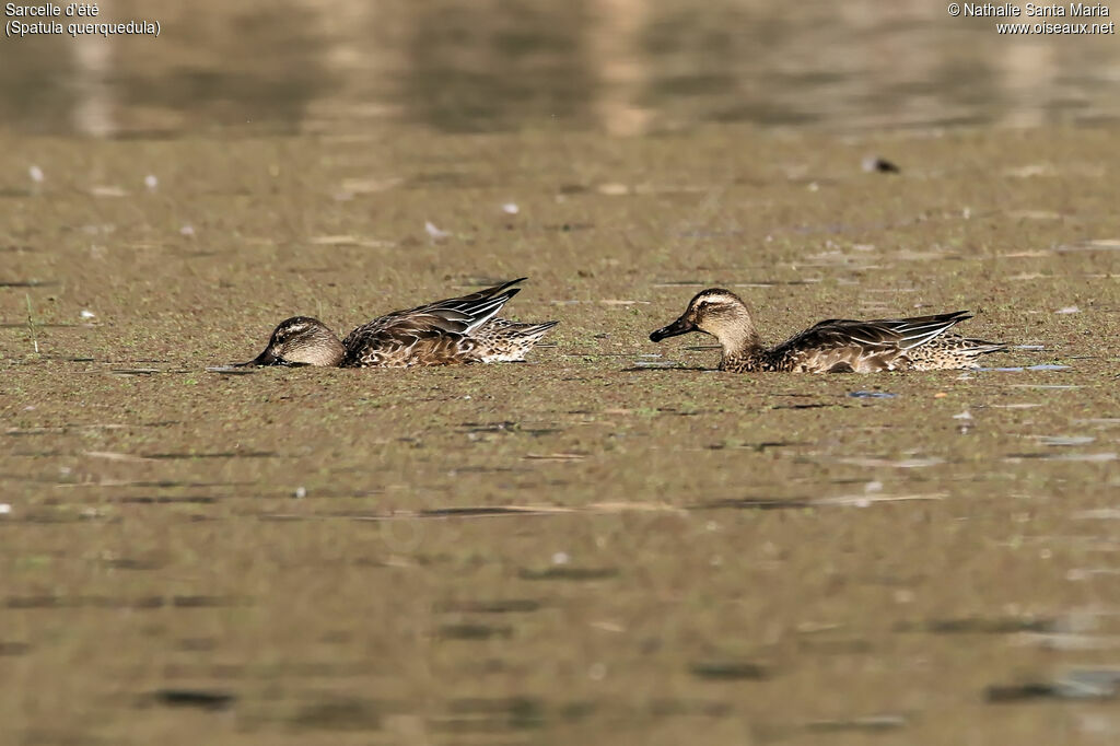 Garganeyadult post breeding, identification, habitat, swimming