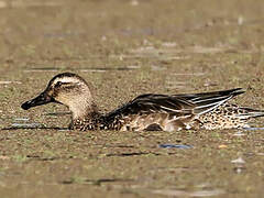 Garganey