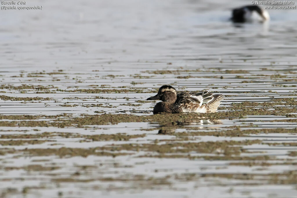 Sarcelle d'été mâle adulte internuptial, identification, habitat, nage