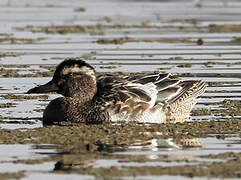 Garganey