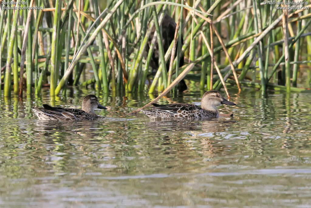 Garganey female adult, identification, habitat