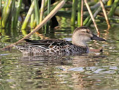 Garganey