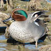 Eurasian Teal