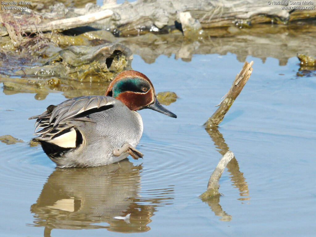 Eurasian Teal male adult breeding, identification, Behaviour