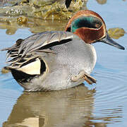 Eurasian Teal