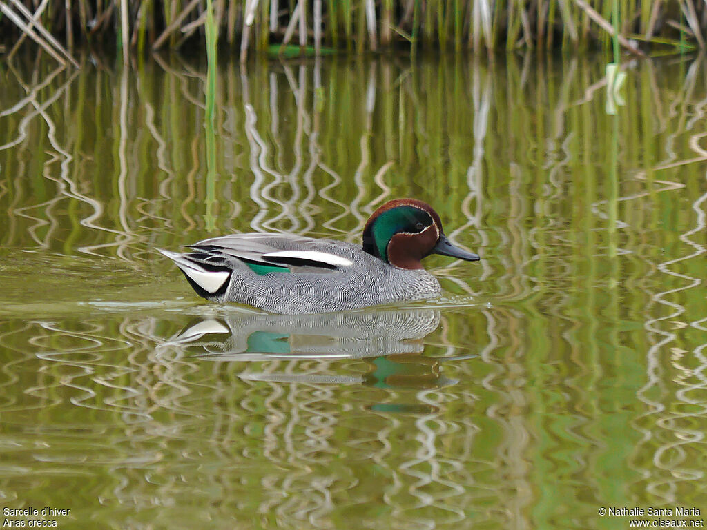 Sarcelle d'hiver mâle adulte nuptial, identification