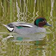 Eurasian Teal