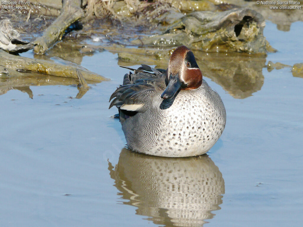 Sarcelle d'hiver mâle adulte nuptial, identification, habitat, Comportement