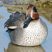 Eurasian Teal