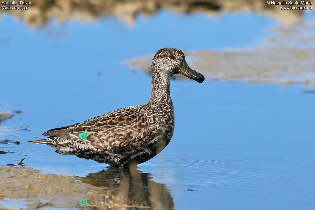 Eurasian Tealadult breeding, Behaviour