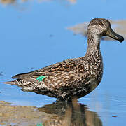 Eurasian Teal