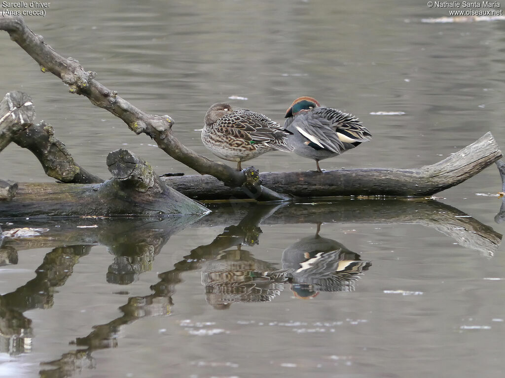 Eurasian Tealadult breeding, Behaviour