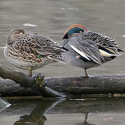 Eurasian Teal