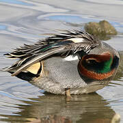 Eurasian Teal