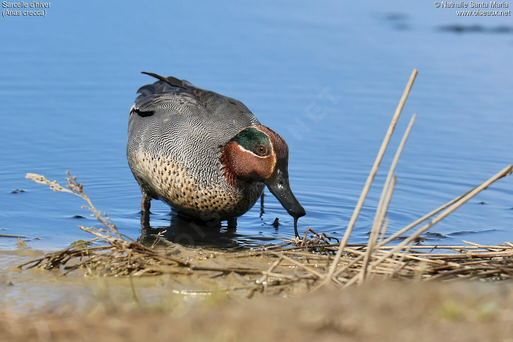 Eurasian Teal male adult breeding, identification, swimming, Behaviour