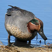 Eurasian Teal