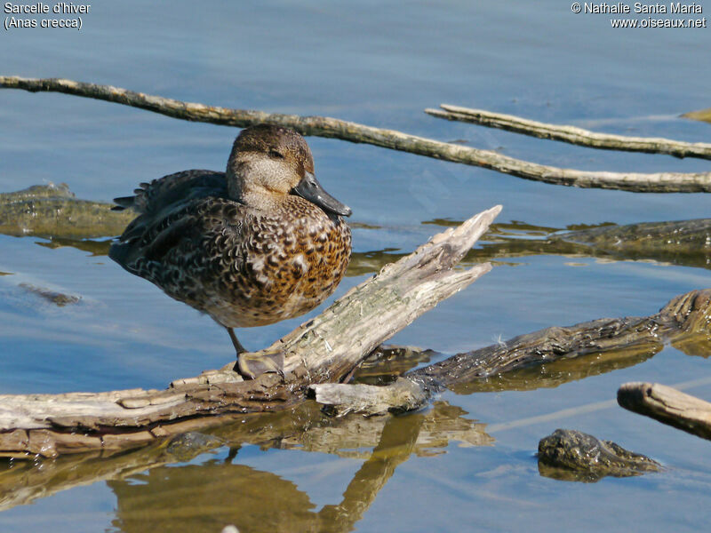 Eurasian Teal female adult, identification, habitat, Behaviour