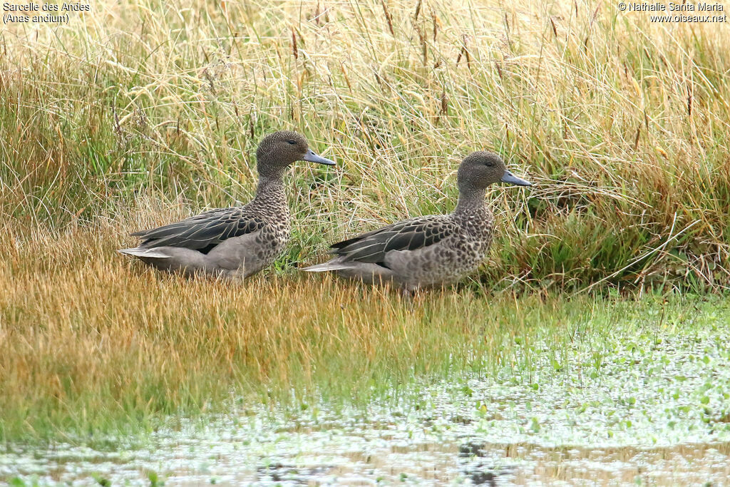 Andean Tealadult, identification