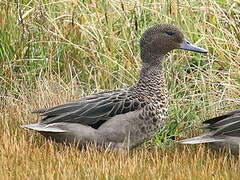 Andean Teal