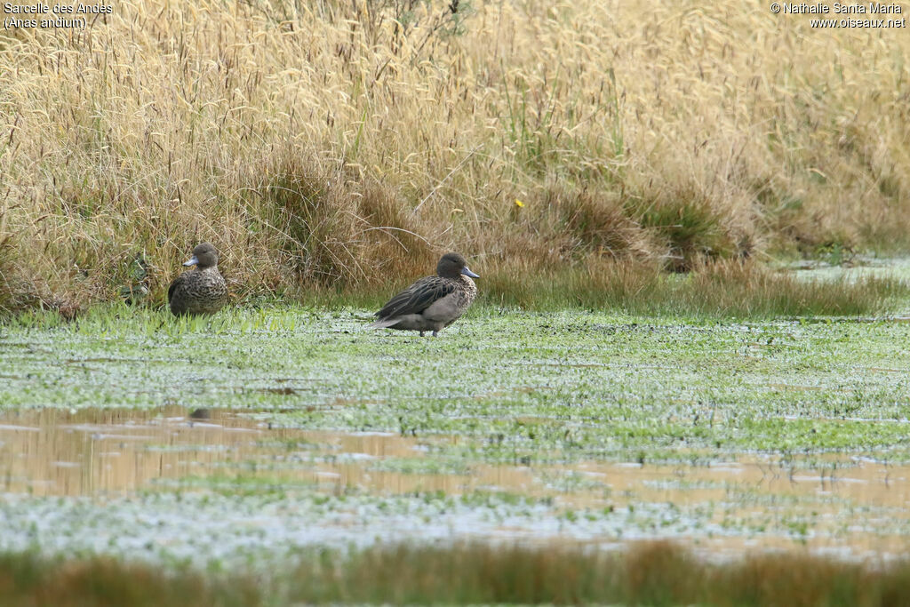 Sarcelle des Andesadulte, habitat