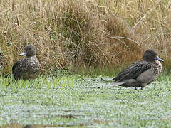 Andean Teal