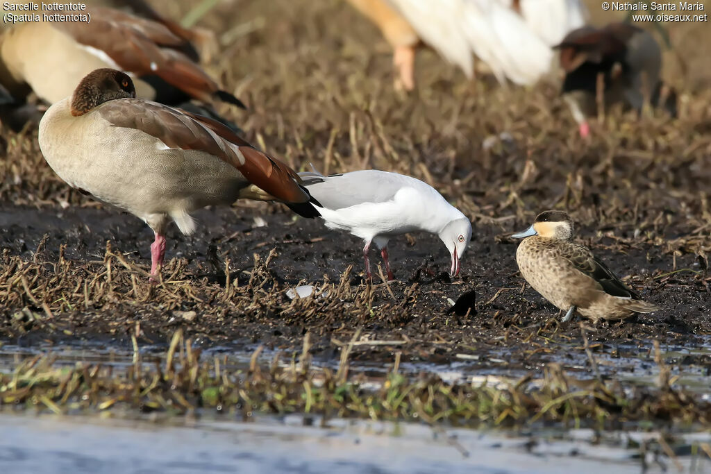 Blue-billed Tealadult, identification, habitat