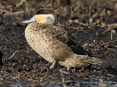 Hottentot Teal