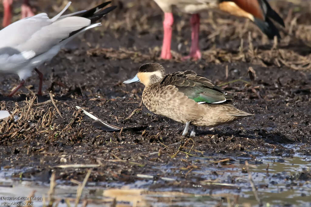 Hottentot Tealadult, identification