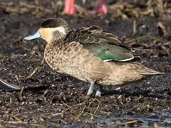 Blue-billed Teal