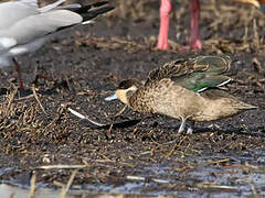 Blue-billed Teal