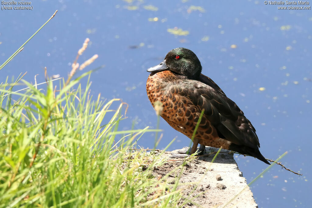 Chestnut Teal male adult breeding, identification