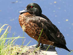 Chestnut Teal