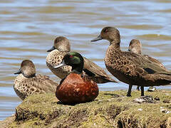 Chestnut Teal