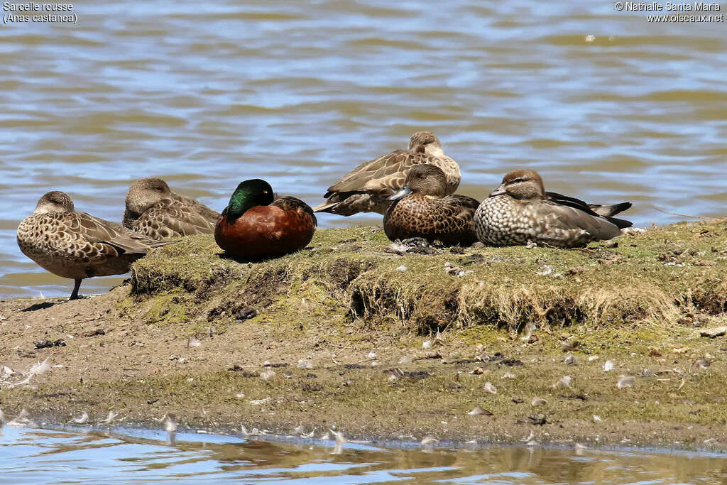 Chestnut Tealadult breeding, habitat