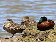 Chestnut Teal