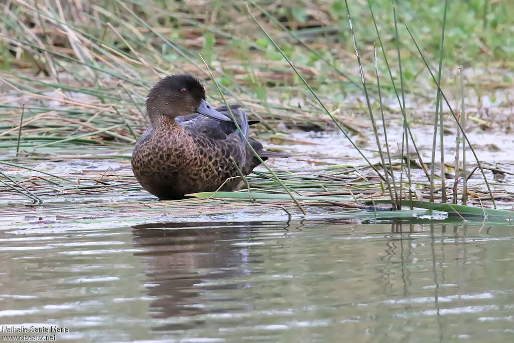 Chestnut Teal female adult, close-up portrait