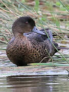 Chestnut Teal