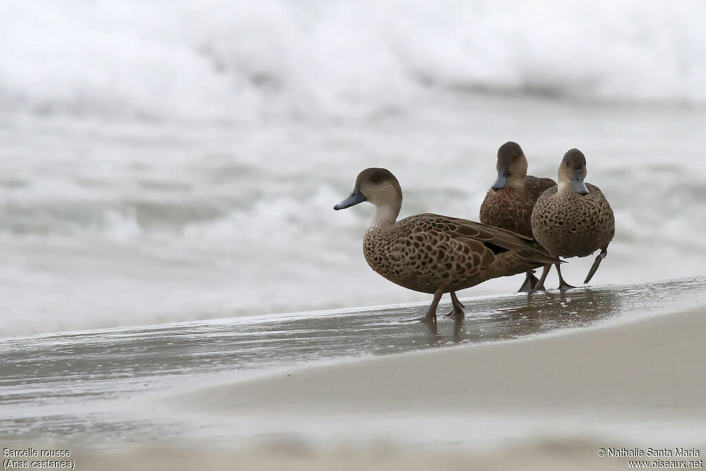 Chestnut Teal female adult, habitat, walking