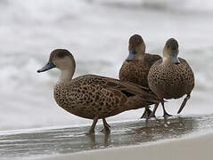 Chestnut Teal