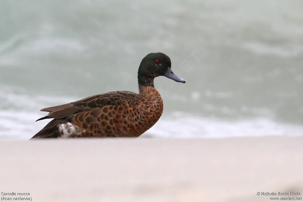 Chestnut Teal male adult, identification, walking