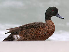 Chestnut Teal