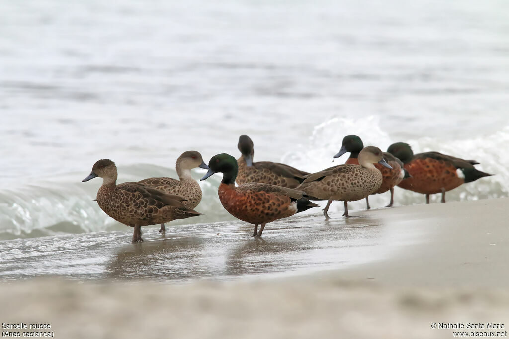 Chestnut Tealadult, habitat, walking