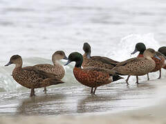 Chestnut Teal