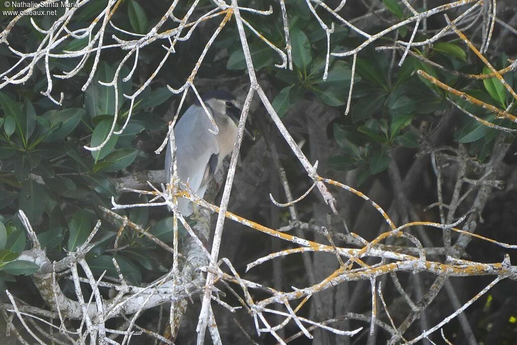 Boat-billed Heronadult, habitat