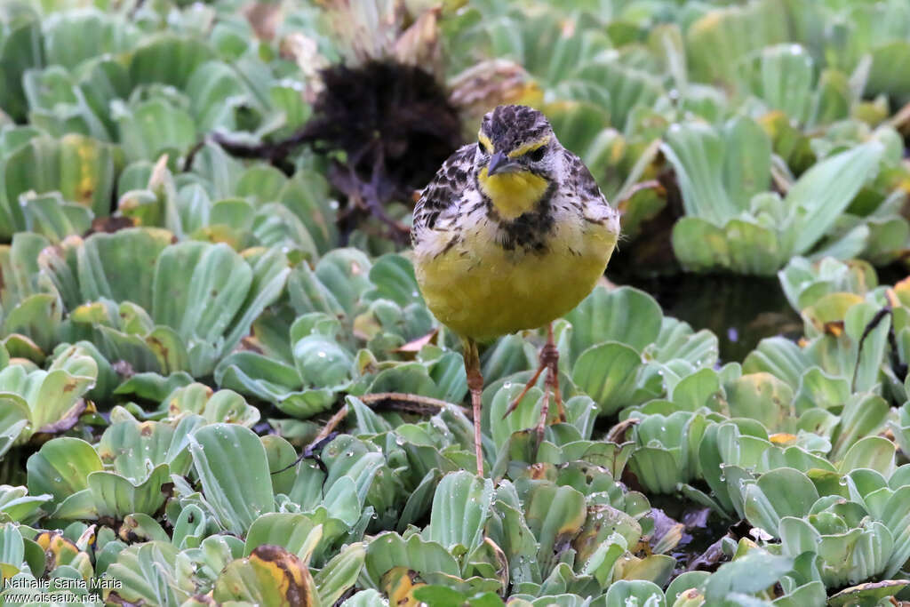 Yellow-throated Longclaw female adult, habitat, walking