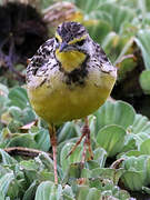 Yellow-throated Longclaw