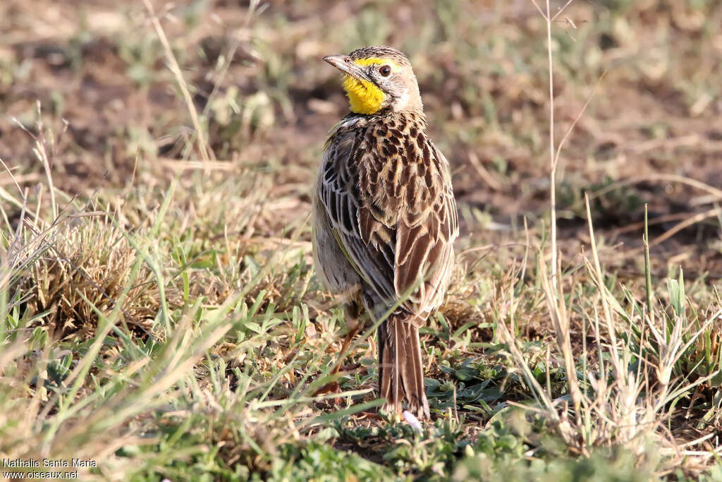 Yellow-throated Longclawadult, identification