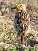 Yellow-throated Longclaw