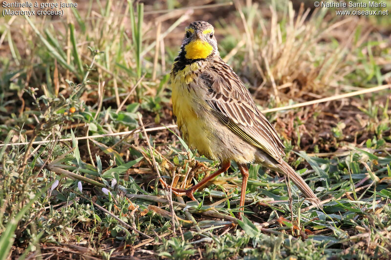 Yellow-throated Longclawadult, identification, habitat, walking